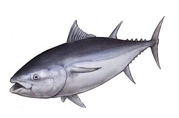 本マグロのtwitterイラスト検索結果 古い順