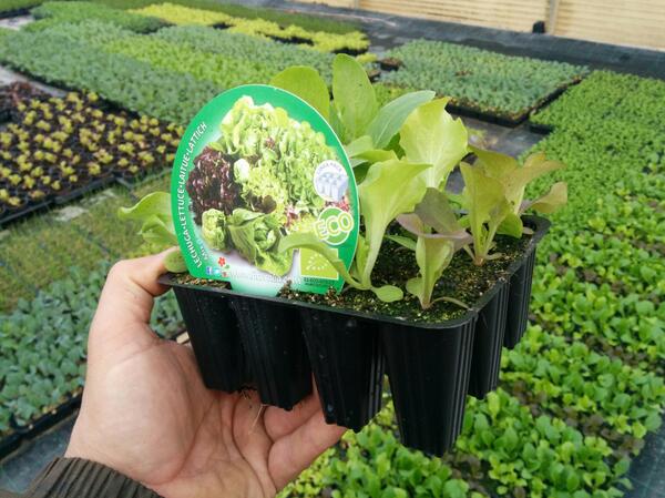 Fitoralia's tweet photo. Ya está a la venta la nueva línea pack Eco de Fitoralia, búscala en tu Centro de Jardinería http://t.co/7J6n3AygBk