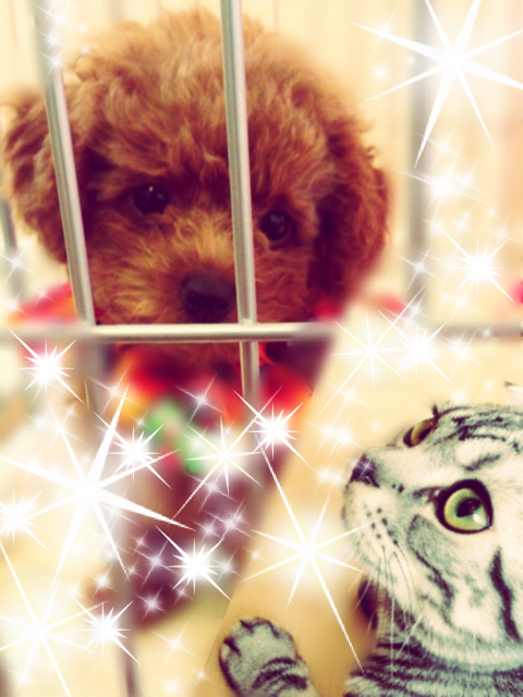 sayaneebot's tweet photo. 横山本のペット

「ビス&amp;ネオン」　

#かわいいと思ったらRT 
https://t.co/hlXhJXAB14