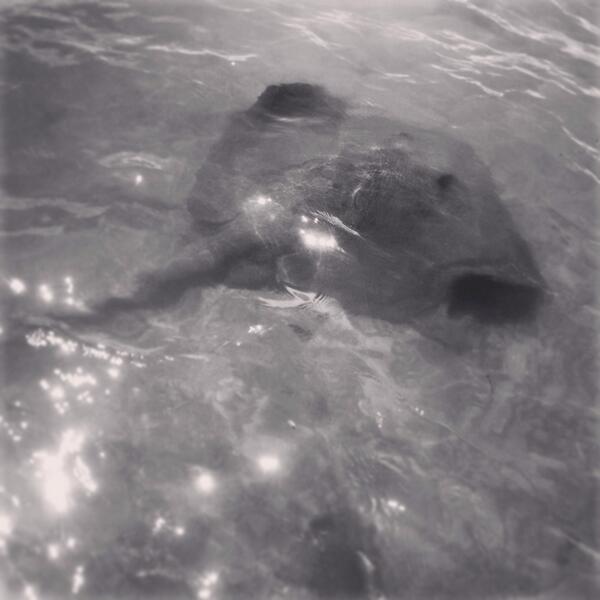 DuranKeeley's tweet photo. #stingray #swimming next to me http://t.co/fg6ZRhpjX7