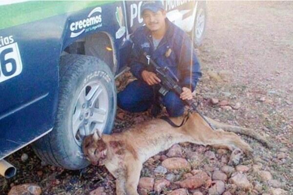 El_Universal_Mx's tweet photo. Avanza investigación sobre policía que mató a un puma http://t.co/JsGX3FSse7 http://t.co/3vZJilQvGc