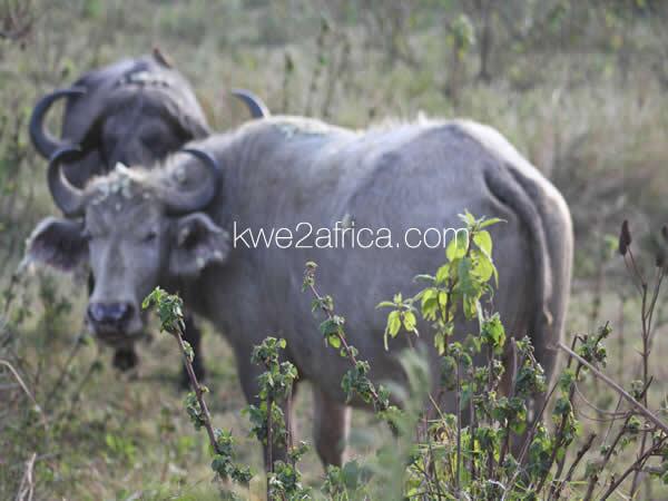 #DoYouKnow theres a #WhiteBuffalo at #NgorongoroNationalPark in #Tanzania. #feelAfrica #kwe2africa #YourFreeWallpaper