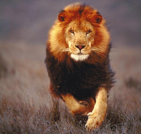 DamirTankovic's tweet photo. See the animals on video @ https://t.co/jOLVUdPYDT http://t.co/0vitV0OeFK