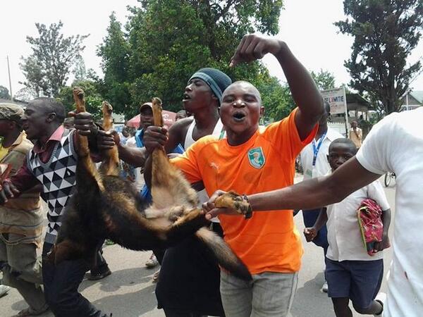 #Goma Led Gomatraciens don't allés plus loin comparant <a href="/PaulKagame/">Paul Kagame</a> à in chien #RDC
