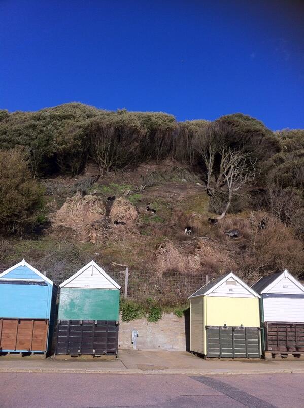 Goats on cliff face at BoscomeBeach Beach @bournemouthecho