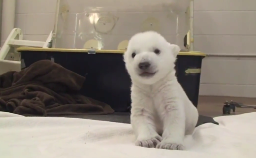 Agence France Presse Un Bebe Ours Polaire Fait Ses Premiers Pas Au Zoo De Toronto Http T Co Ryy8ov1bjf Afp Http T Co Affyi9g61w Agence France Presse Un Bebe Ours Polaire Fait Ses Premiers Pas Au Zoo De Toronto Http T Co Ryy8ov1bjf Afp Http T Co Affyi9g61w