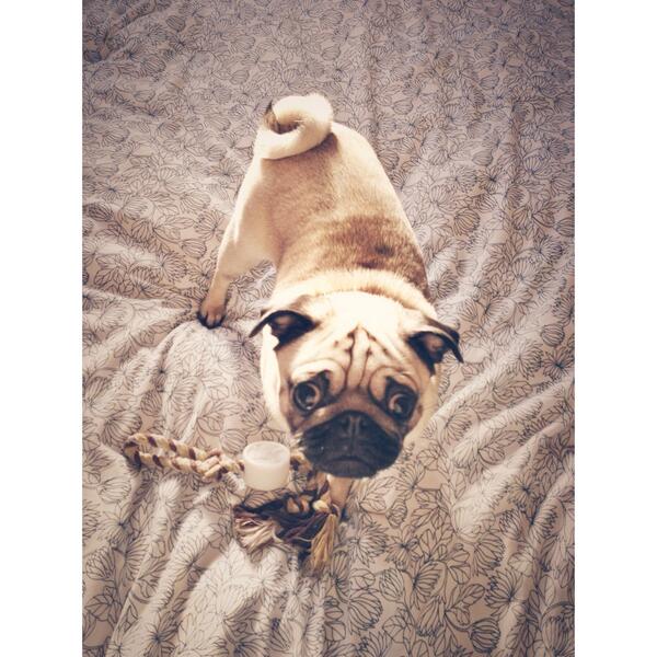 Roo the Pug tweet media