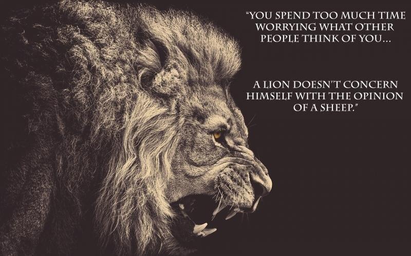 Lion And Sheep Quote Quotes On Twitter: "A Lion Does Not Concern Himself With The Opinions Of A  Sheep. Unknown #Motivational #Quote Http://T.co/Hrrxdv2Ryp" / Twitter