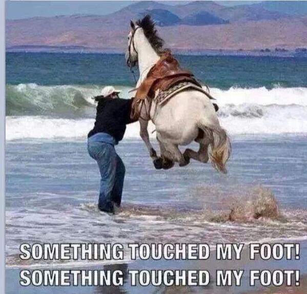 EquestrianFail tweet picture
