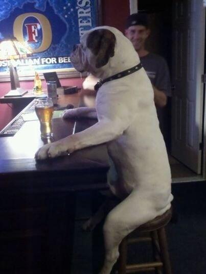 Davebob81's tweet photo. @BeckyJadeBoo @bertierousseau  me and Arnie having a pint http://t.co/mozg2PPEd5