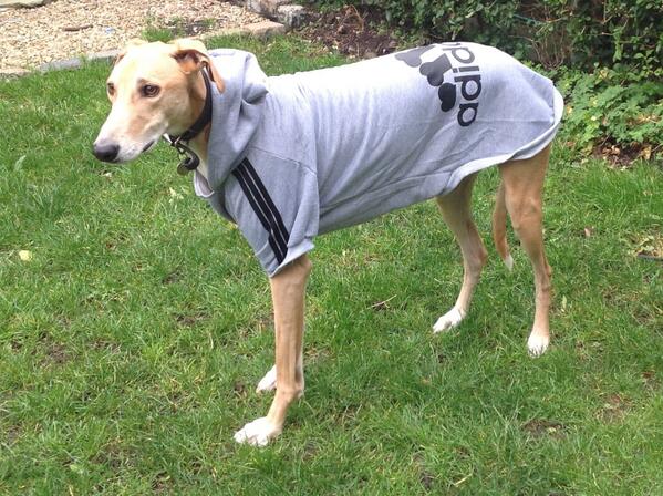 Pet Paws tweet media