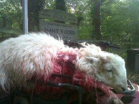 FarmersOfTheUK's tweet photo. this is what happens when people don't keep dogs on leads Pls Lets have peaceful lambing #KeepDogsOnLead http://t.co/CrLm6Vc5LG