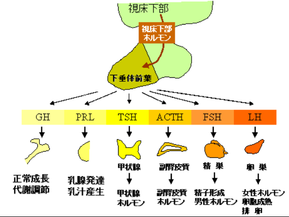 ゴロ 解剖生理イラスト در توییتر 下垂体前葉から分泌されるホルモン T Co Adqj0w67qp