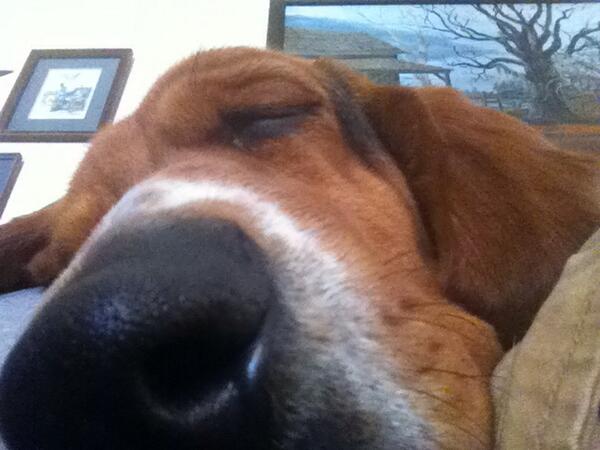 jbstuart's tweet image. Wish I could sleep like that. #bassethound #alabama