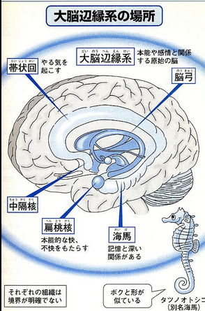 系 大脳 辺 縁 大脳のしくみとはたらき