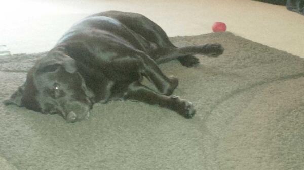 ourcuzmdsplace's tweet image. Hard work is this hoovering!!!! #lovethe #backleg :)