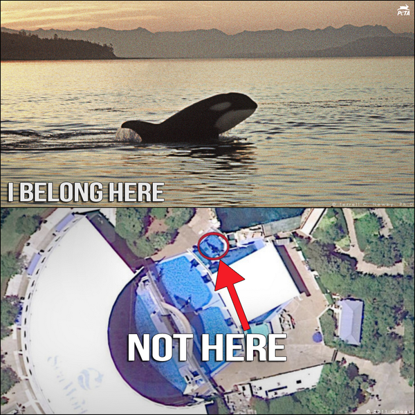 AltVegMumIre's tweet photo. "@peta: http://t.co/I4n324xg9u http://t.co/GYmJX87UHZ" for anyone who IS NOT convinced somehow by THIS horrific photo,watch @blackfishmovie