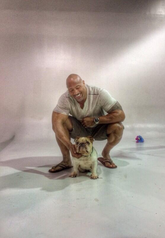 TheRock's tweet photo. She had me at "woof". #Lucy  #BulldogAndTheBeast http://t.co/KCy12bvG4F
