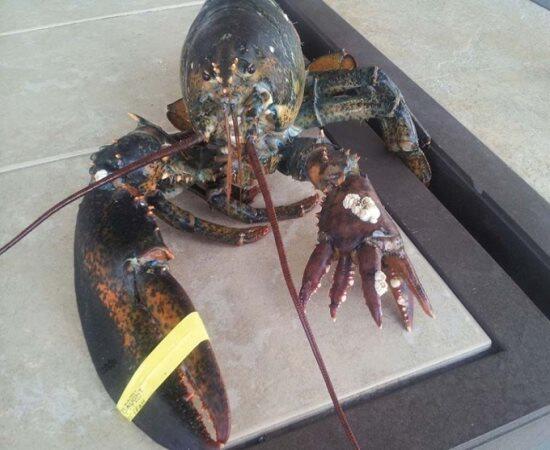 JornalCiencia's tweet photo. EUA: Lagosta mutante com 5 garras semi-atrofiadas foi encontrada. http://t.co/RAS85QSVdY / http://t.co/XiKQfAlcJJ
