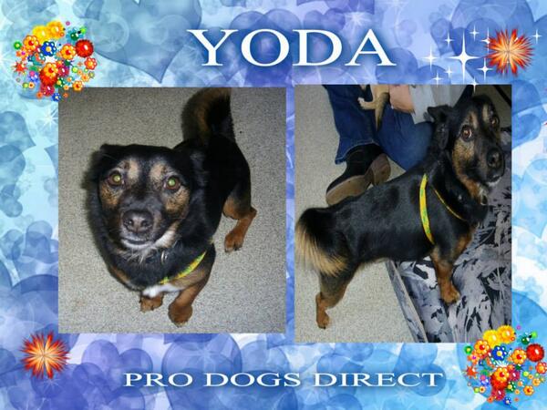 The_Animal_Team's tweet photo. YODA - complete an adoption form http://t.co/ulSdwxiopY              home checks and donation apply http://t.co/0ESzGRGK0G