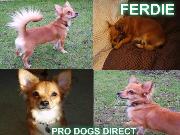 The_Animal_Team's tweet photo. FERDIE - complete an adoption form http://t.co/ulSdwxiopY  home checks and donation apply http://t.co/fIRO4DhpwC