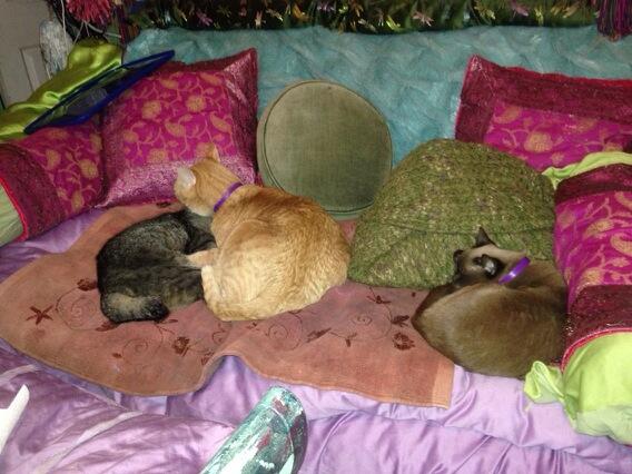 shannonseek's tweet image. Whom do I love? #TechKitty + #Friends