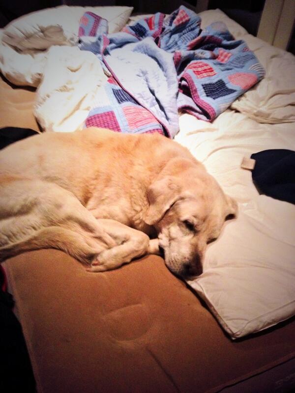 BeautheLab's tweet image. So glad I am here and not riding bikes in the rain with Dad @psaxman36 and Mom @DaleMaffs