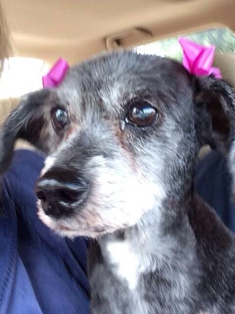 jmtriche's tweet photo. #nolaLostFound @NOLA_Classified Missing: black dog/mutt. No collar.
missing Kenner/West Loyola/Wentwood playgrnd~6lb http://t.co/LHy4BFeNcO