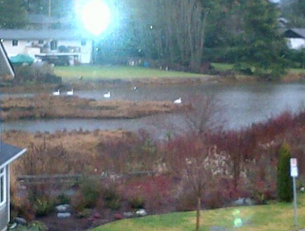 LyneDuberry's tweet photo. White swans hanging out in Portage Inlet #victoria on a rainy #Saturday afternoon http://t.co/yT0TGZqH0A