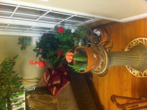 Breeze_Feather's tweet image. Indoor gardens (et pink flamingo).  #onlyinwinter