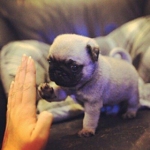 funnyorfact's tweet photo. tiniest high five ever: http://t.co/qPuP3AIKjO