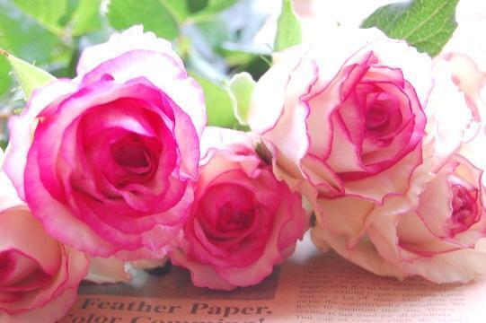 Naturalgarden紀行 素敵な薔薇 ラ ドルチェ ヴィータ を発見 イタリア語で 甘い生活 フェデリコ フェリーニ監督のイタリア映画 La Dolce Vita から命名されたそうです デルバールの中輪 四季咲き 今日も素敵な一日に Http T Co
