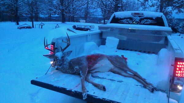 #snowdeer#hoytgotitdone#coldweather#9pionter