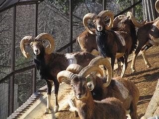 豆知識】1967年の1月12日に、多摩動物公園にムフロンのペアが初来日