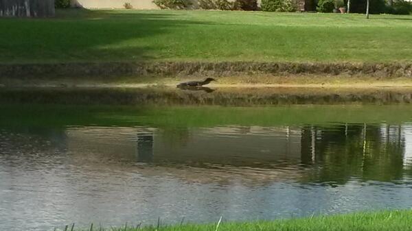 gundr's tweet photo. Came across an alligator sunning beside a lake in a residential neighborhood! 

#keywestorbust http://t.co/lY8Cp5q0Yg