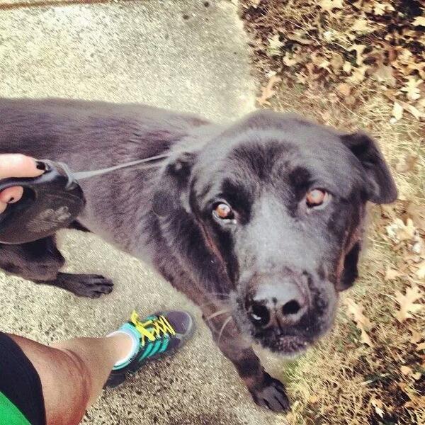 WagsRescuePA's tweet image. Jerri older #blacklab looking for quiet #fureverhome best as #singledog #adoptdontshop