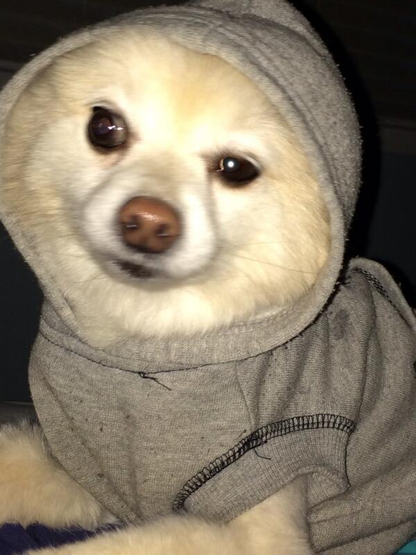 MarcNavs's tweet image. Yogi Jan from Woodbury, NY. #BigDogSunday @AmyFreeze7