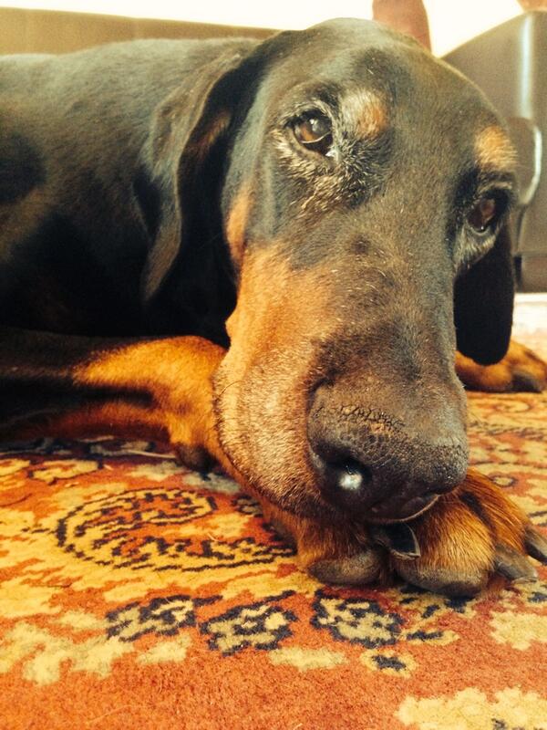 My hond se wenkbroue het 'n persoonlikheid van hulle eie