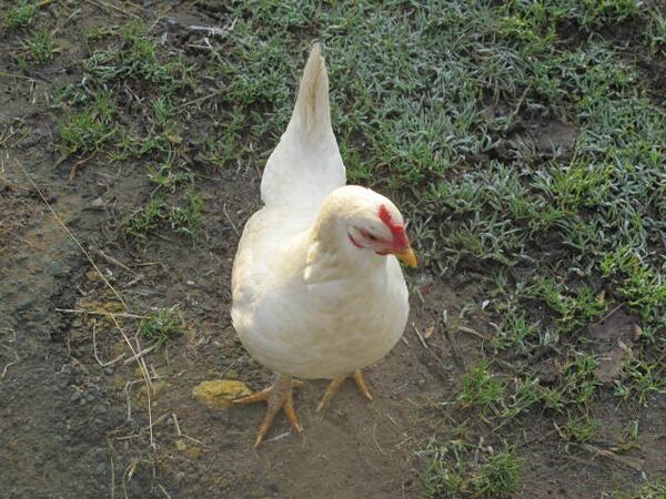 HighFarndale's tweet image. Tough day if your job is to scratch about and eat stuff...

#chicken #hardground