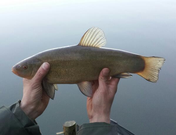 3.30pm yesterday with the sun + temp dropping this 3lb TENCH came out to a 10mm pop up!