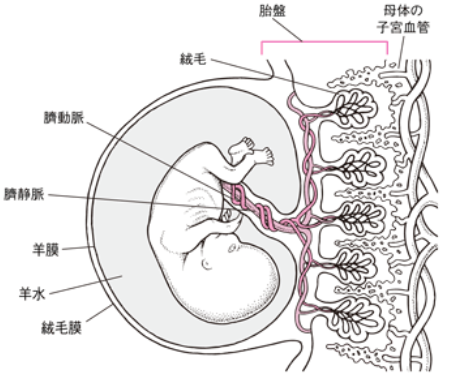 臍帯動脈