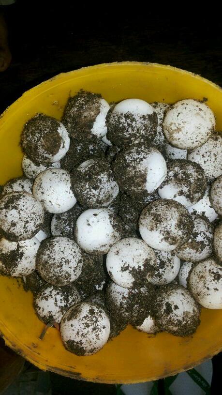 GiliNanggu's tweet photo. Turtle season 🐢🐢 😘 http://t.co/aPvnDm5xre