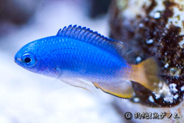 yomics's tweet image. メタリックブルーに黄色いヒレ、ソラスズメダイ！comiya.net/fish/order/suz…