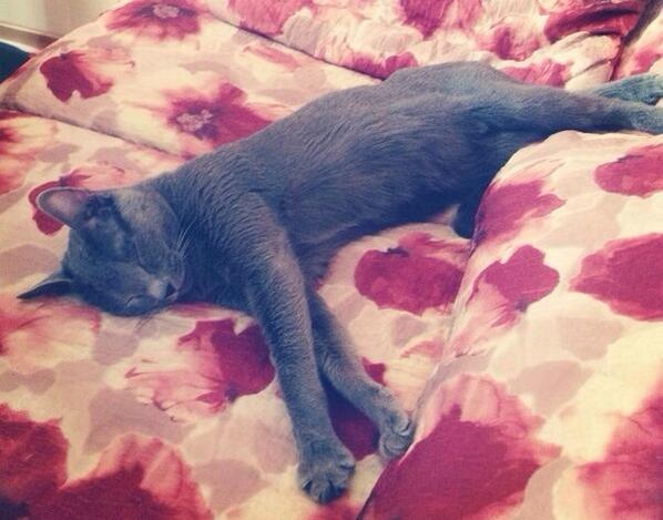 v_borodinaa's tweet photo. 😻😿 http://t.co/OWJFKz6Npa