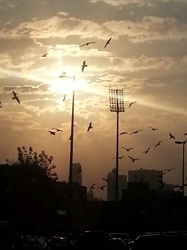 Firefly_Apoy's tweet photo. gulls in the city #seagulls #stmary #dubaigulls http://t.co/EYo97GwSFV