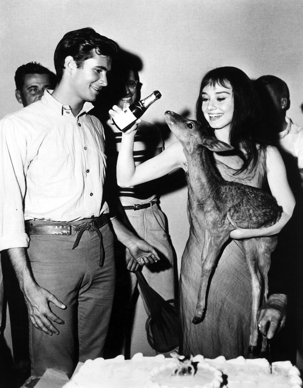 This Is Not Porn в X: «Anthony Perkins and Audrey Hepburn and her pet deer  Pippin. t.coZ2yembVaba»  X