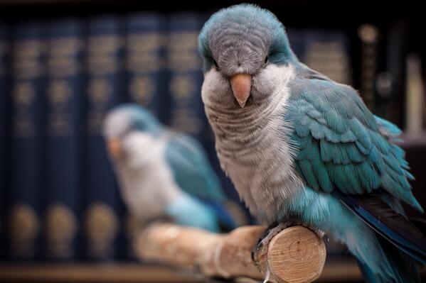 Derren brown parrot