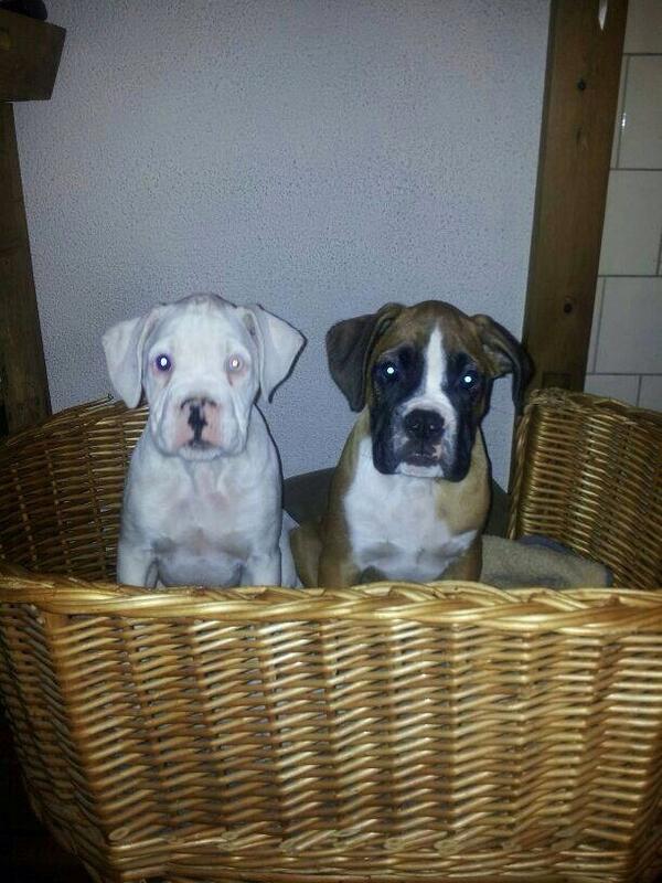 roosvonk's tweet photo. 500 euro per hond voor wie deze honden terugbrengt, zonder aangifte/tussenkomst politie. Eigenaars zijn wanhopig. RT http://t.co/1xA0WhZEy7