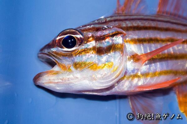 yomics's tweet image. シマシマがあるネンブツダイ似のやつ、コスジイシモチ！comiya.net/fish/order/suz…