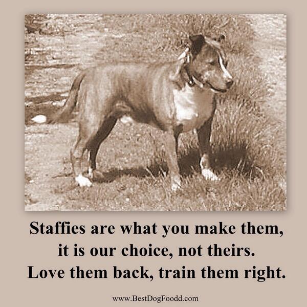 ExemptedRed's tweet photo. "Protect the breed &amp; look at the deed #EndBSL &amp; get behind" @LennoxLawUK #LennoxLaw #staffie 
http://t.co/ZXIktV4hVZ http://t.co/AKXRmlrEZS